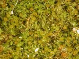 Attēlu rezultāti vaicājumam “Ephemerum serratum”