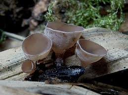 Attēlu rezultāti vaicājumam “Myriosclerotinia scirpicola”