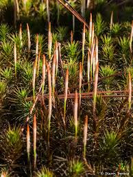 Attēlu rezultāti vaicājumam “Polytrichum juniperinum sporophyte”