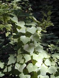 Attēlu rezultāti vaicājumam “Menispermum dauricum”