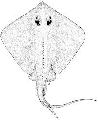 Image result for Dasyatis pastinaca