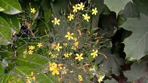 Attēlu rezultāti vaicājumam “Mycelis muralis leaf”