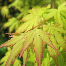 Image result for Acer palmatum `Orange Dream`