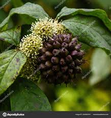 Attēlu rezultāti vaicājumam “Eleutherococcus sessiliflorus”