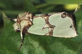 Attēlu rezultāti vaicājumam “Staurophora celsia”