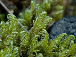 Attēlu rezultāti vaicājumam “Warnstorfia fluitans”