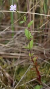 Attēlu rezultāti vaicājumam “Epilobium montanum flower”