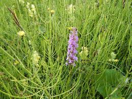 Attēlu rezultāti vaicājumam “Gymnadenia conopsea bud”