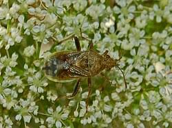 Attēlu rezultāti vaicājumam “Rhopalus maculatus”
