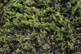 Attēlu rezultāti vaicājumam “Warnstorfia fluitans”