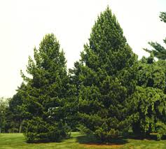 Image result for Pinus cembra