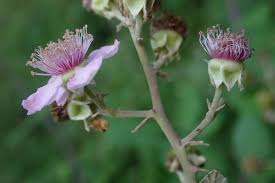 Attēlu rezultāti vaicājumam “Rubus plicatus flower”