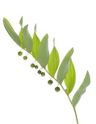Attēlu rezultāti vaicājumam “Polygonatum odoratum leaf”