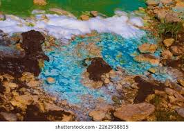 Attēlu rezultāti vaicājumam “Cyanophyta”