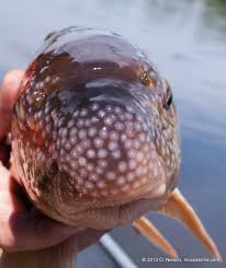 Image result for Moxostoma carinatum