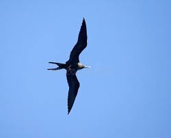 Image result for Fregata aquila