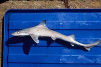 Image result for Mustelus palumbes