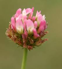 Attēlu rezultāti vaicājumam “Trifolium fragiferum flower”