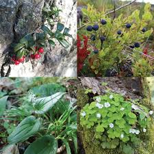 Attēlu rezultāti vaicājumam “Vaccinium vitis-idaea fruit”