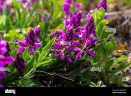 Attēlu rezultāti vaicājumam “Polygalaceae”