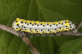 Attēlu rezultāti vaicājumam “Diloba caeruleocephala”