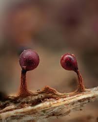 Attēlu rezultāti vaicājumam “Trichia botrytis var. cerifera macro”