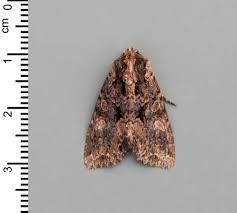 Attēlu rezultāti vaicājumam “Mniotype satura”