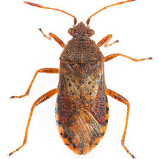 Attēlu rezultāti vaicājumam “Rhopalus maculatus”