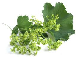 Image result for Alchemilla vulgaris
