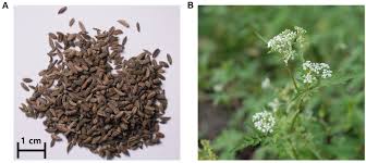 Attēlu rezultāti vaicājumam “Torilis japonica fruit”