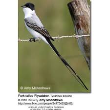 Image result for Luscinia sibilans