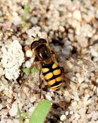 Attēlu rezultāti vaicājumam “Eupeodes corollae”