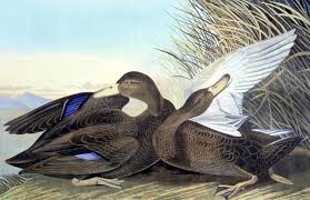 Image result for Anas rubripes