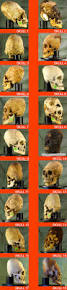 Image result for elongated skulls