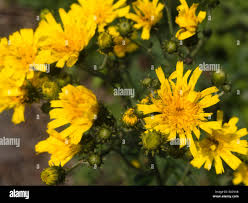 Attēlu rezultāti vaicājumam “Hieracium umbellatum flower”