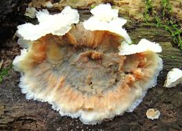 Attēlu rezultāti vaicājumam “Phlebia tremellosa”