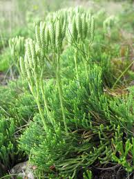 Attēlu rezultāti vaicājumam “Diphasiastrum tristachyum”