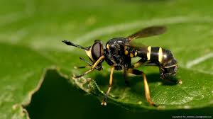 Attēlu rezultāti vaicājumam “Conopidae”