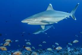 Image result for Carcharhinus albimarginatus
