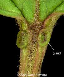 Attēlu rezultāti vaicājumam “Viburnum opulus bud”