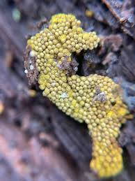 Attēlu rezultāti vaicājumam “Hemitrichia clavata macro”