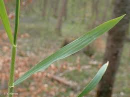 Attēlu rezultāti vaicājumam “Hordelymus europaeus leaf”