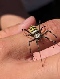 Attēlu rezultāti vaicājumam “Argiope bruennichi”