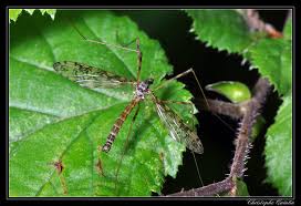 Attēlu rezultāti vaicājumam “Epiphragma ocellare”