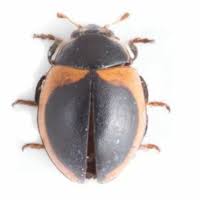 Attēlu rezultāti vaicājumam “Coccinella hieroglyphica”