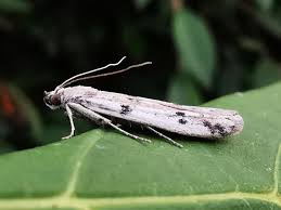 Attēlu rezultāti vaicājumam “Phycitodes binaevella”