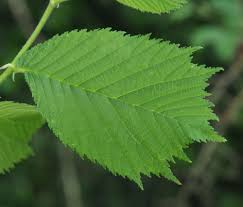 Attēlu rezultāti vaicājumam “Ulmus glabra leaf”