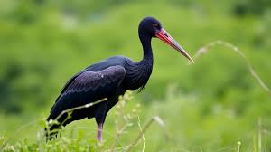 Attēlu rezultāti vaicājumam “Ciconia nigra”