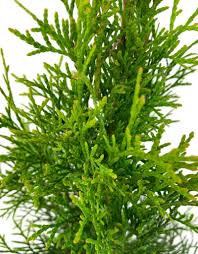 Attēlu rezultāti vaicājumam “Thuja occidentalis”
