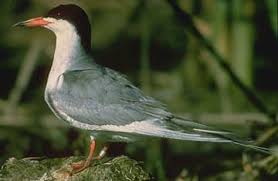 Attēlu rezultāti vaicājumam “Sterna hirundo”